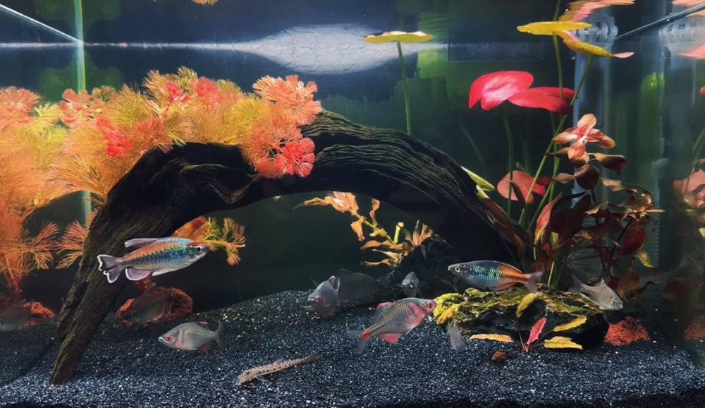 Sable YISZM pour vivariums et terrariums, soutien des plantes.