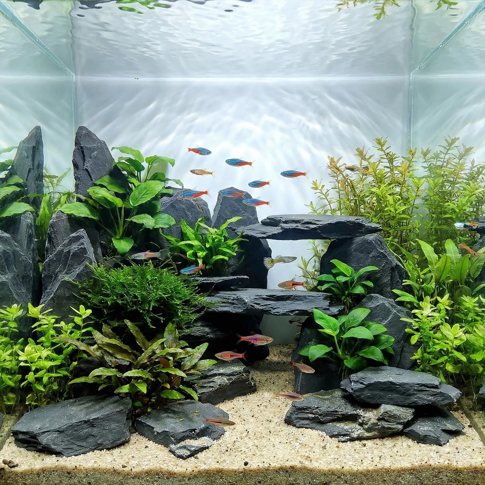 YISZM roche d'ardoise, terrarium sûr et décoratif pour petits reptiles et plantes.