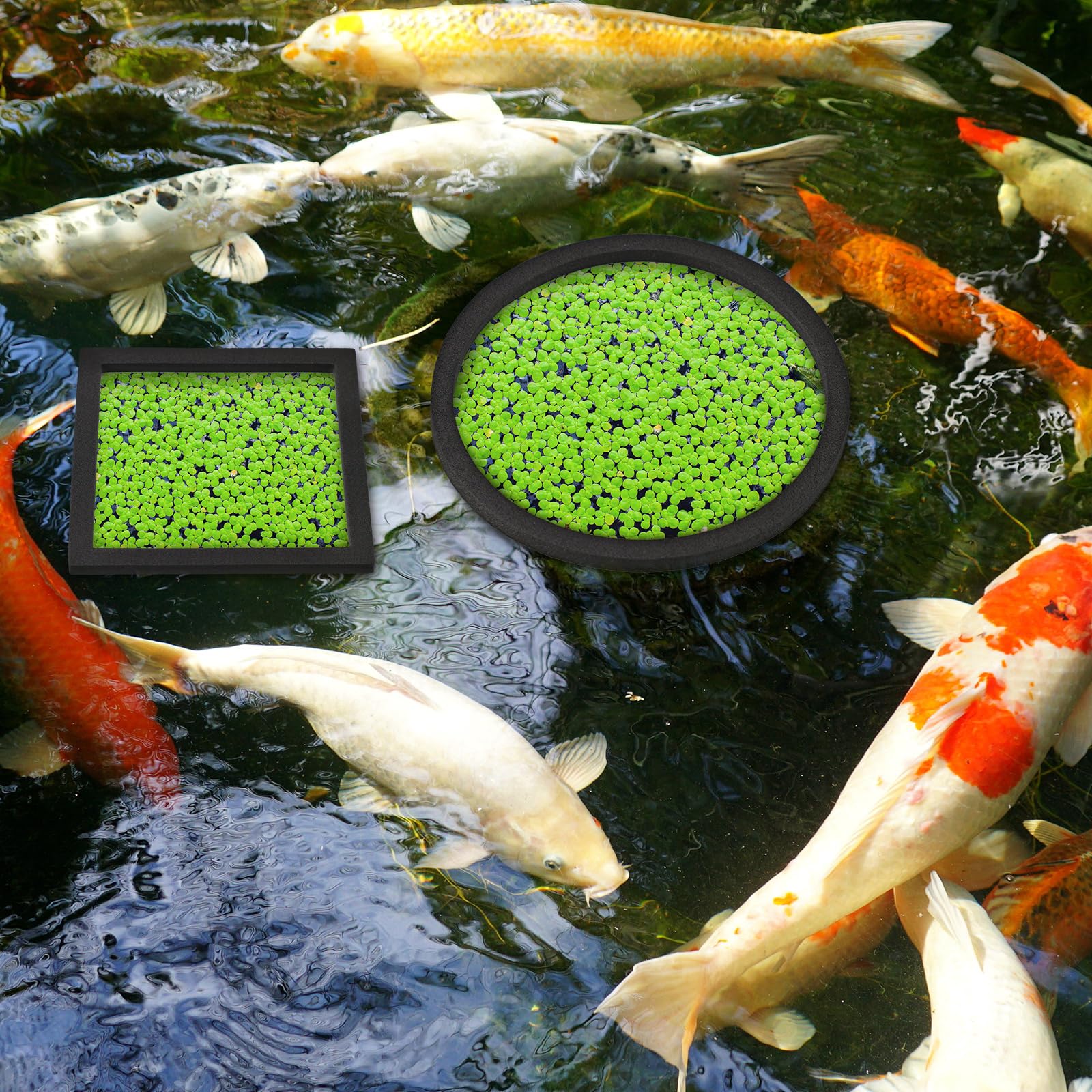 Anneau flottant Yiyiring de 17 cm, espace sûr pour les plantes et poissons.