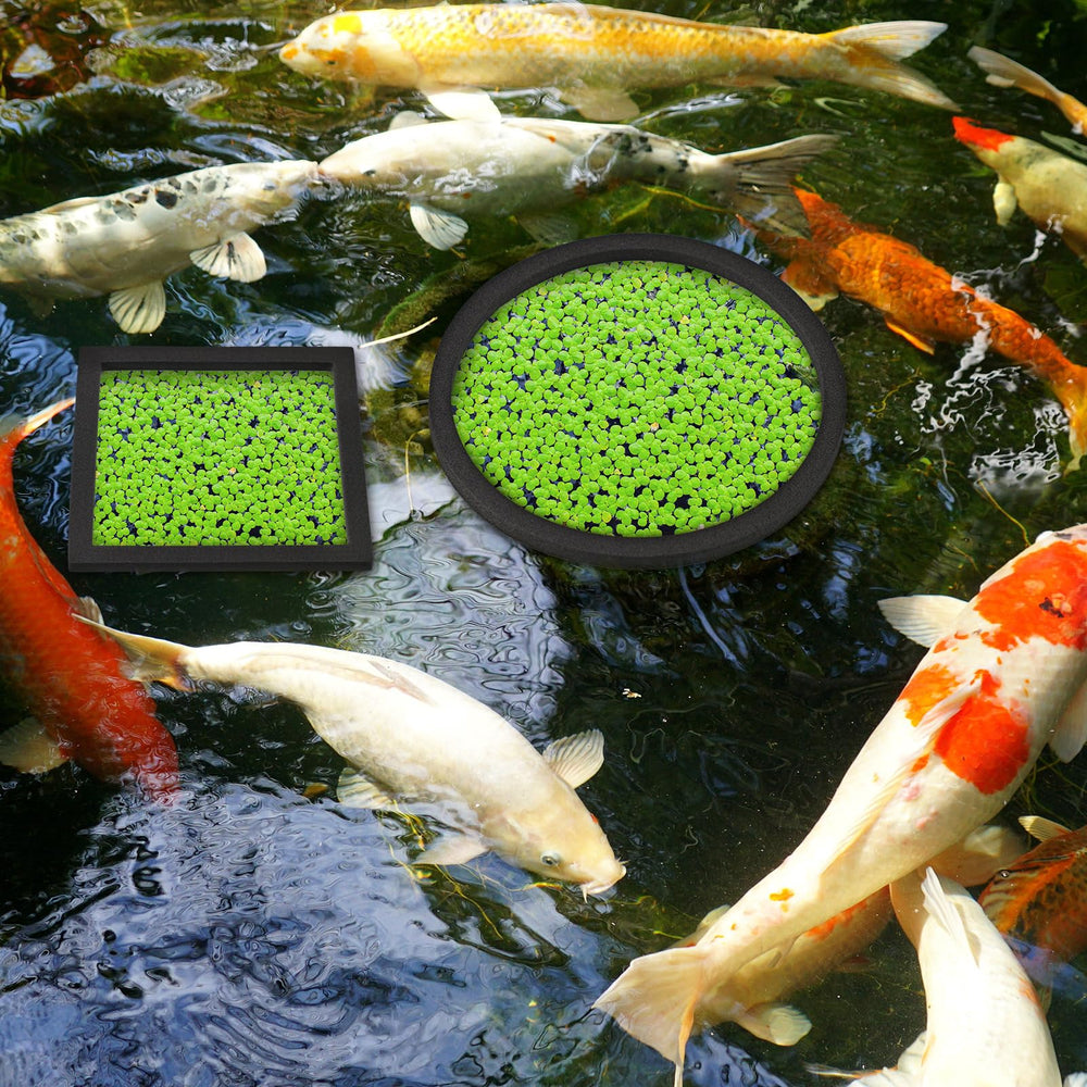 Anneau flottant Yiyiring de 17 cm, espace sûr pour les plantes et poissons.