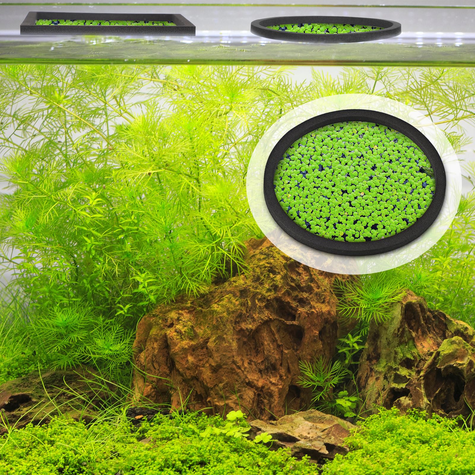 Anneau flottant Yiyiring de 8 cm, idéal pour petits aquariums et plantes délicates.
