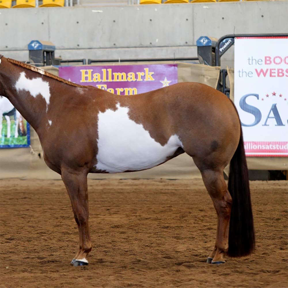 Y.J TAILS queue cheval naturelle, allure générale améliorée.