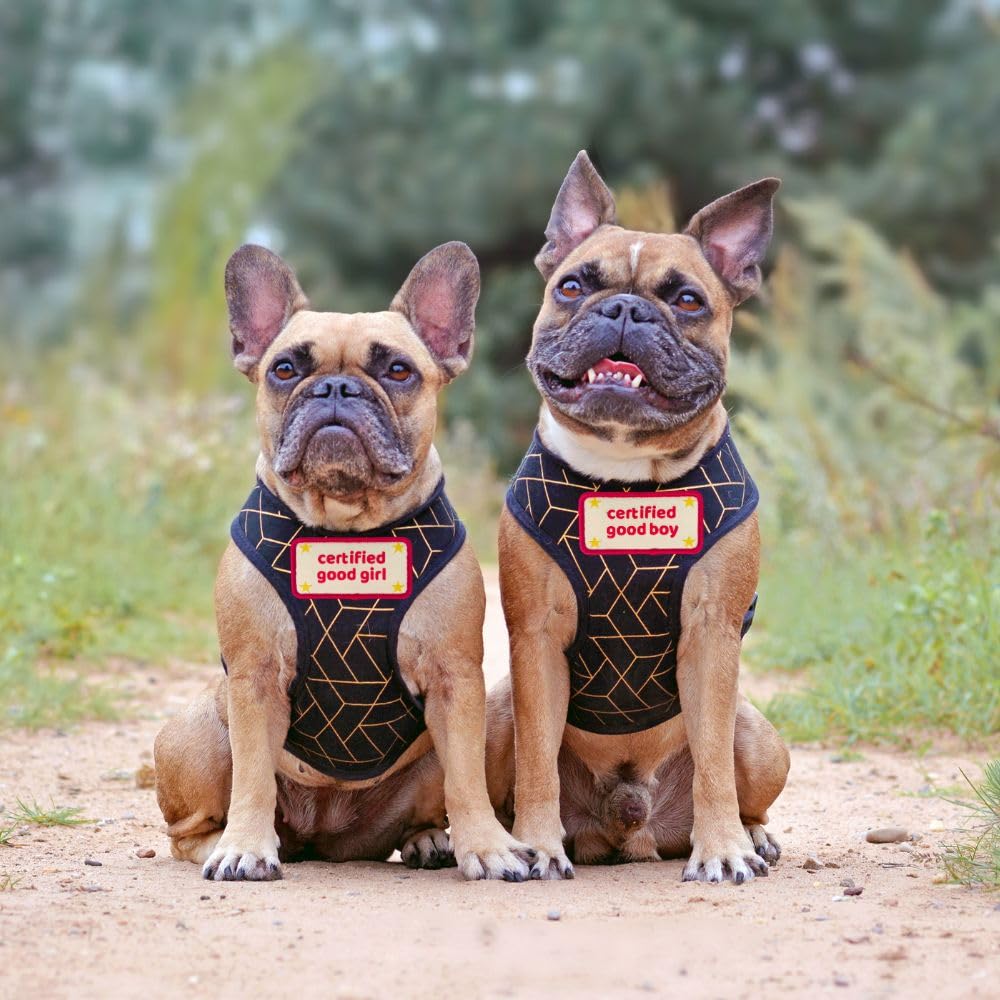 Patch accessoire chien tendance YJ PREMIUMS pour un style unique