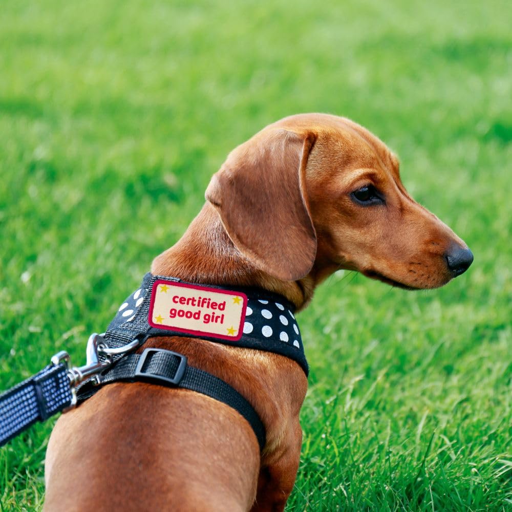 Patch cadeau amoureux des chiens YJ PREMIUMS idéal pour les fans