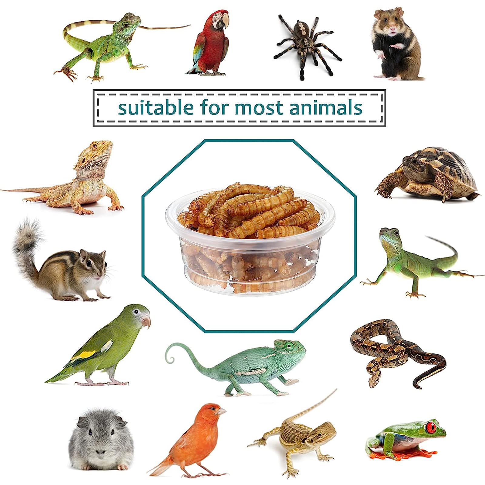 Coupelles plastiques sans odeur YOJOR pour reptiles de petite taille