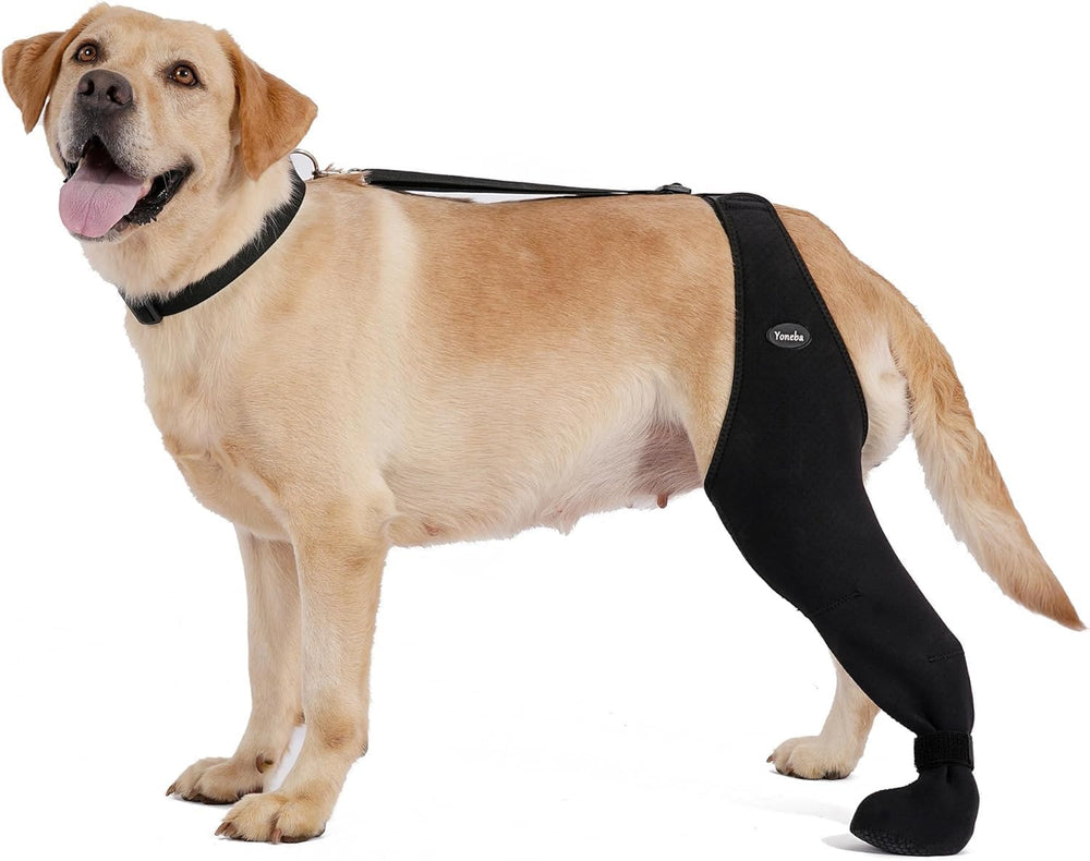 Chien portant les chaussettes Yoneba anti-lechage sur patte, pour plus de sécurité.