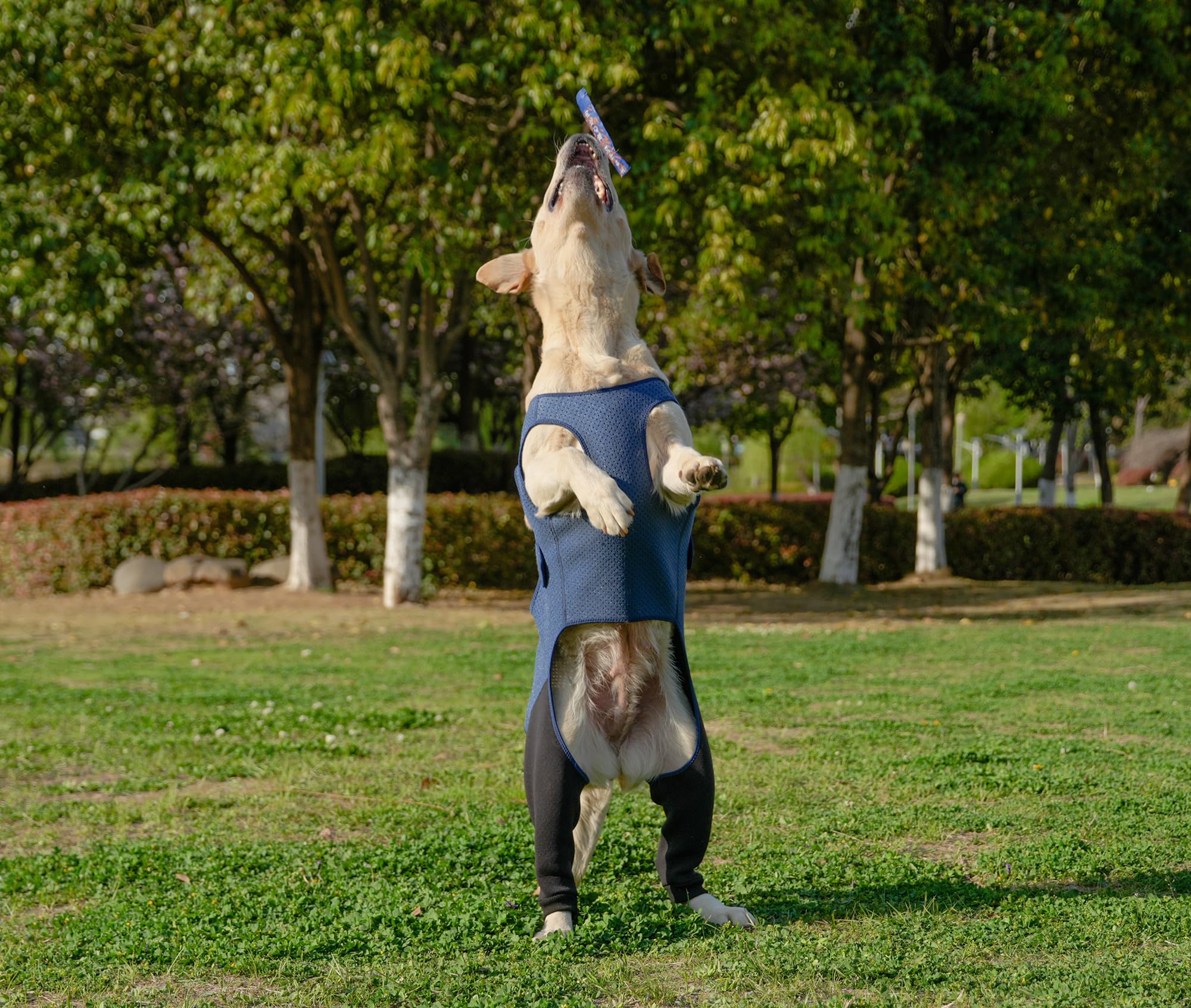 Utilisation quotidienne avec Yoneba pour le confort et repos du chien.