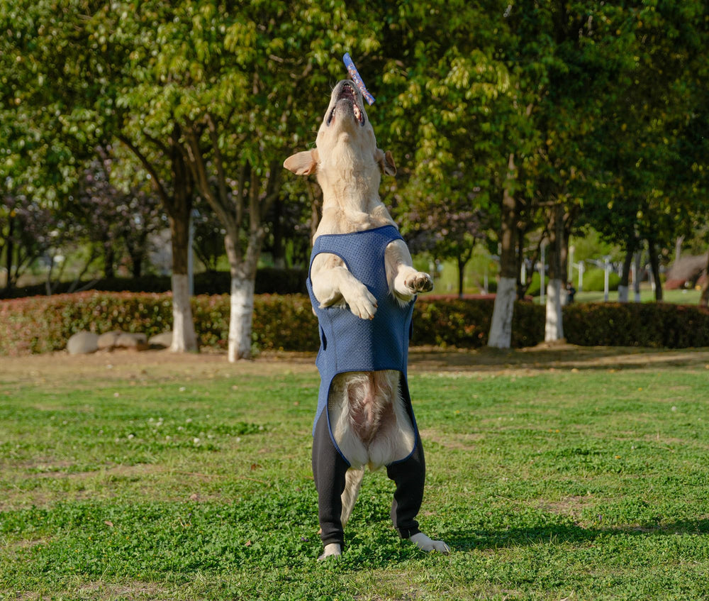 Utilisation quotidienne avec Yoneba pour le confort et repos du chien.