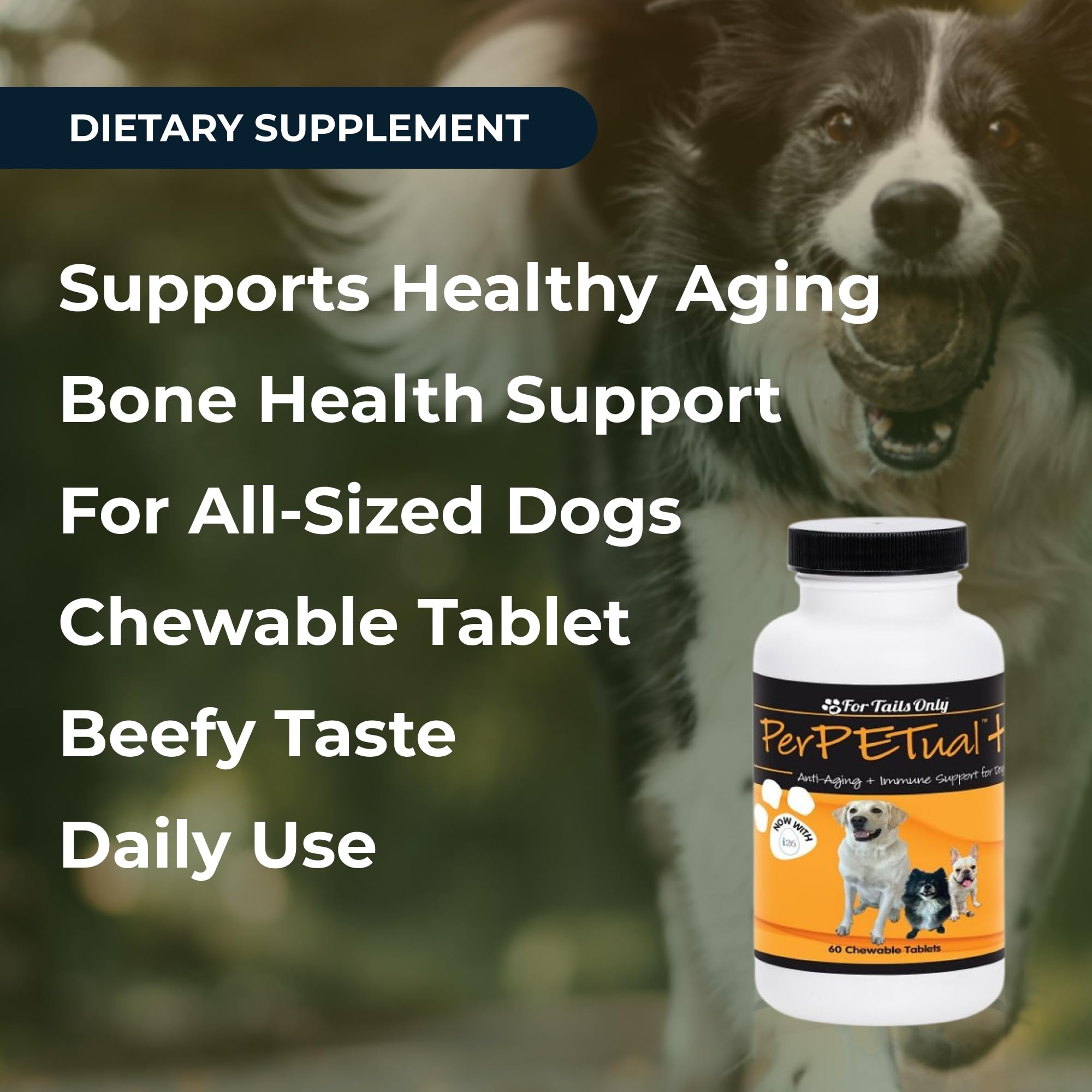 Santé des os et ossature chez le chien avec Perpetual Plus.
