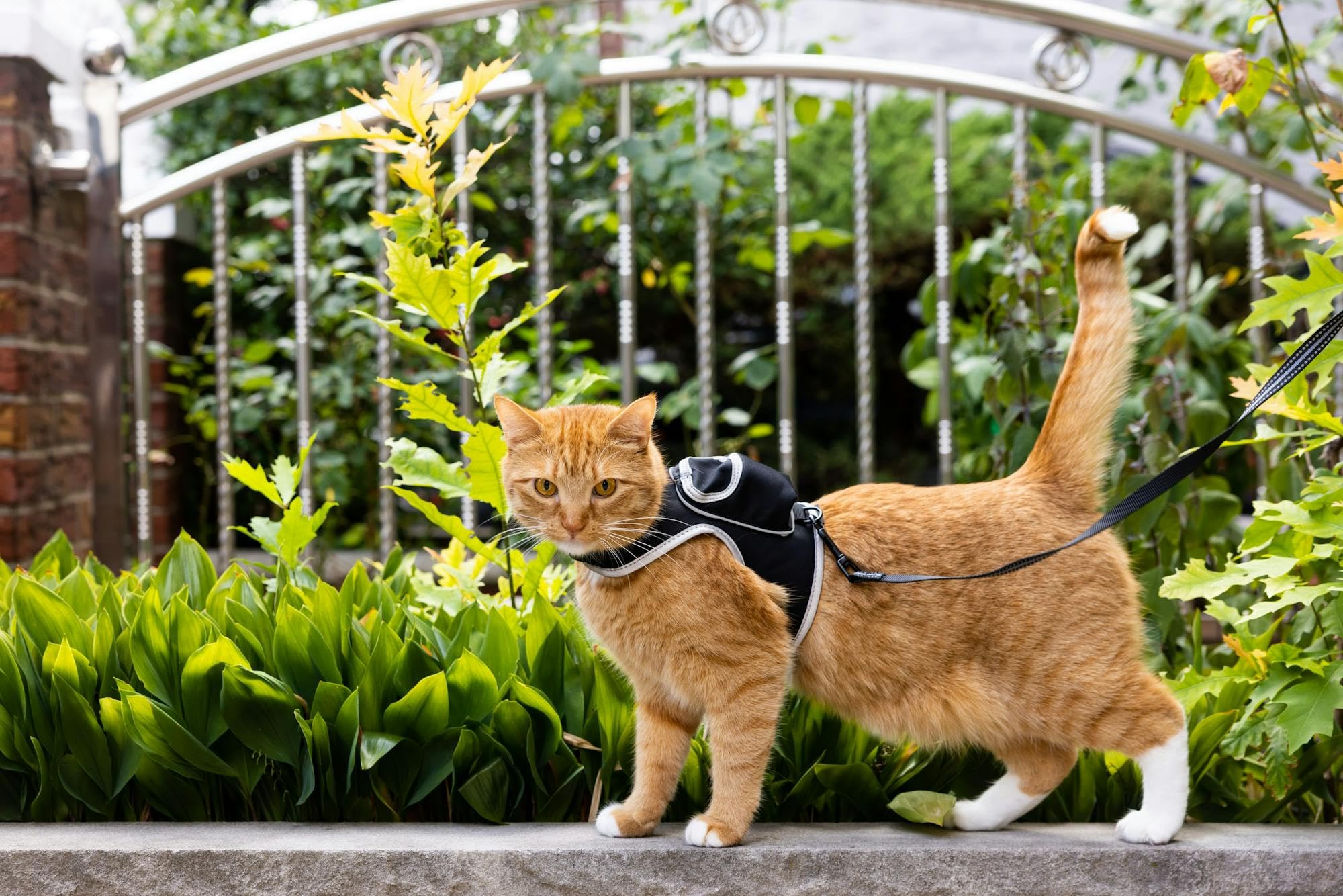 Your Cat Backpack - Longueur du lien 1,8 m pour explorer sous contrôle.