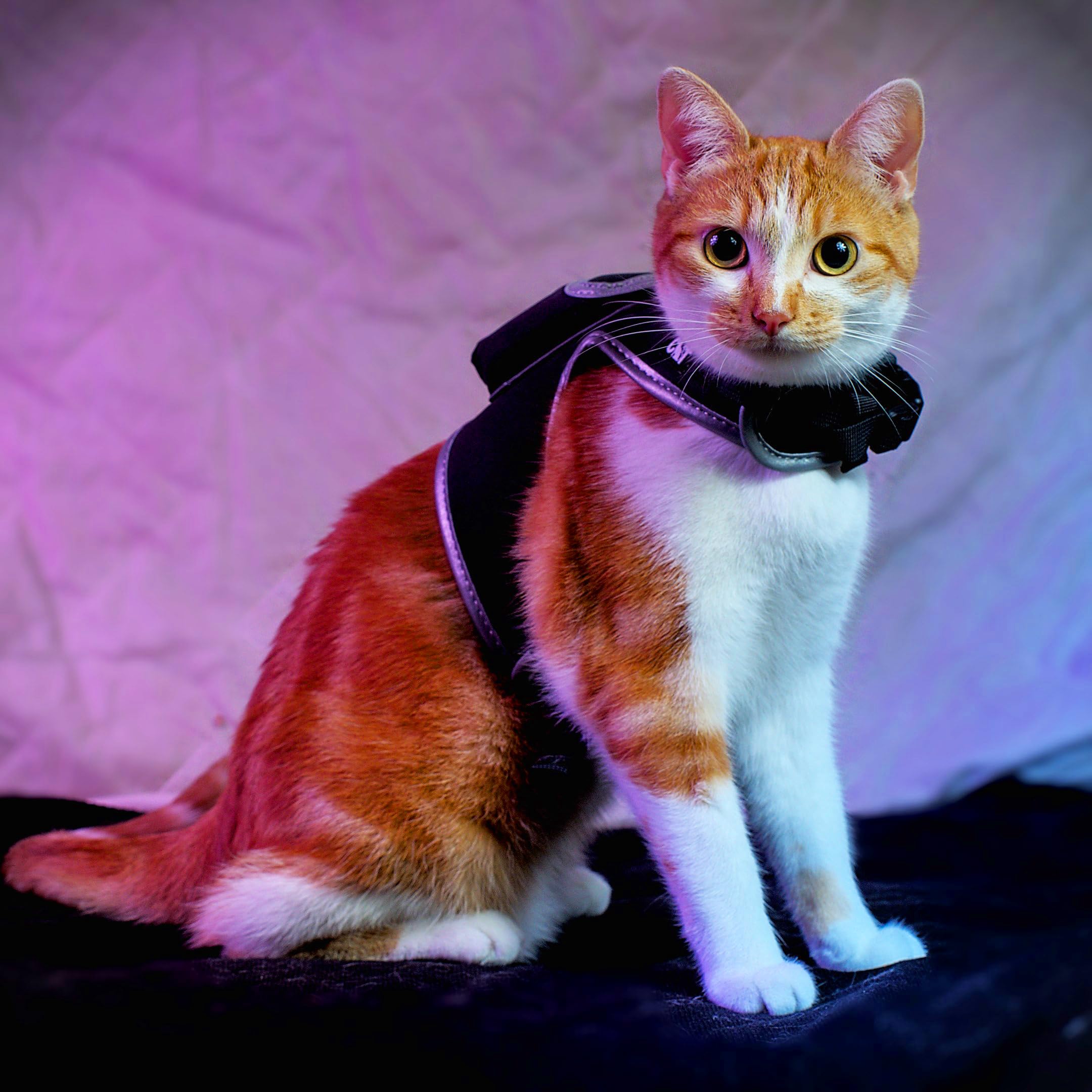 Your Cat Backpack - Utilisation extérieure sécurisée pour promenades et découvertes.