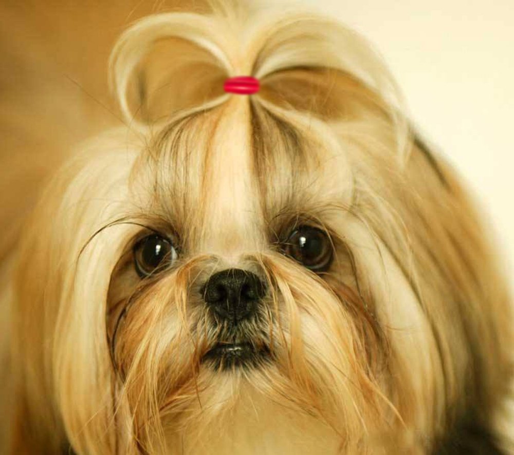 YOY utilisation coiffure queue chien