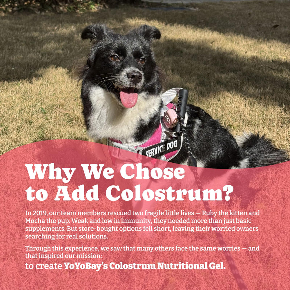 YoYoBay Colostrum Gel: idéal pour chiens et chats seniors en quête d'énergie.