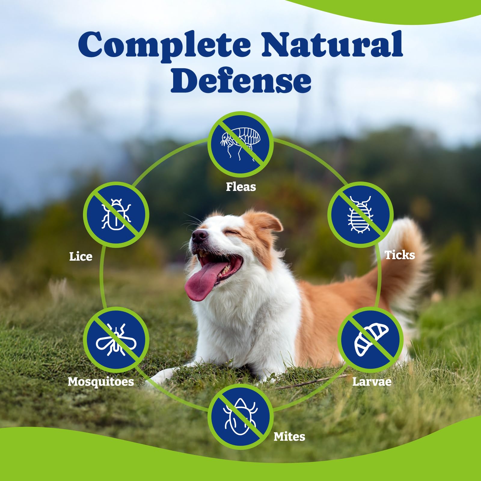 YoYoBay formule veterinaire sans artificiels : respect des ingrédients naturels