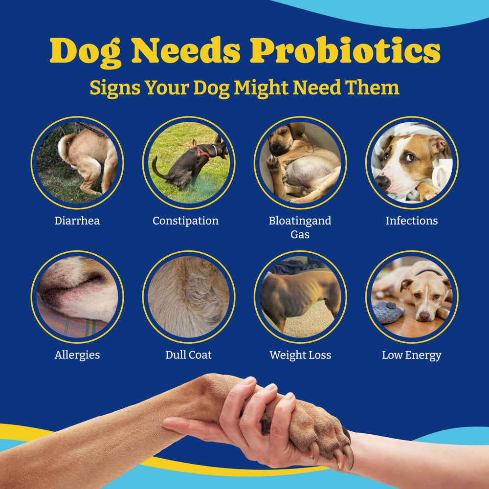 YoYoBay Probiotiques pour chiens — renforcement immunitaire possible et flore intestinale équilibrée.