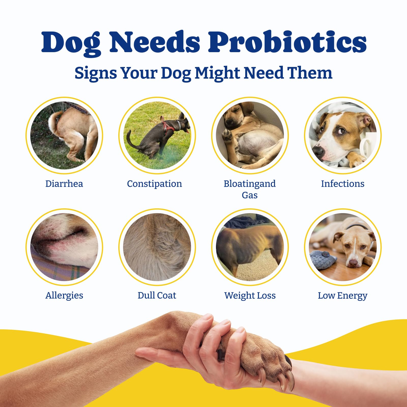 YoYoBay Probiotiques chien – chien heureux après l'administration.