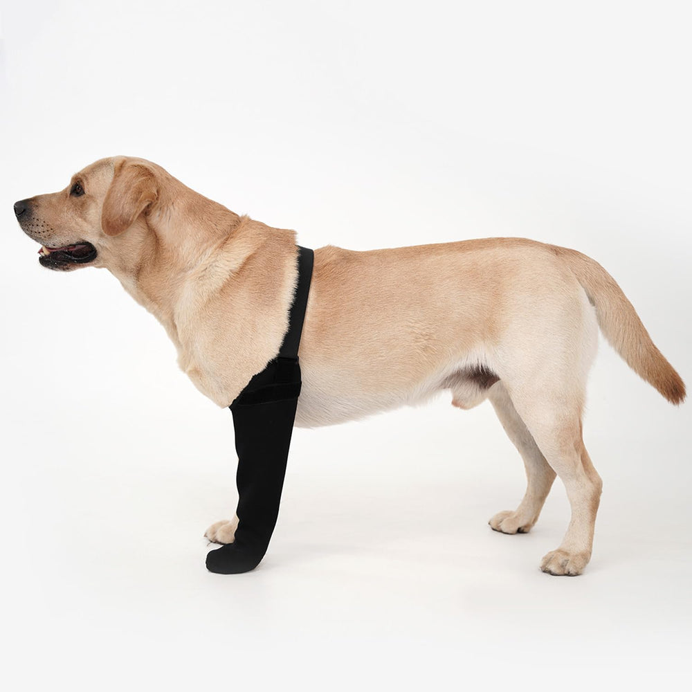 Chaussettes Yrenoer sur patte de chien, protection imperméable et confortable.