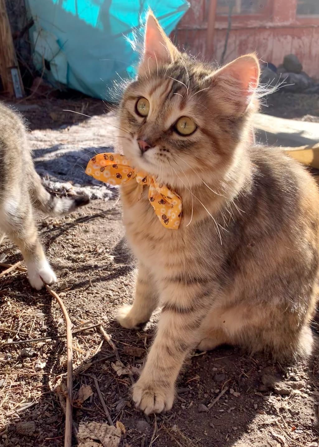 Collier YUDOTE pour chat avec noeud papillon rose fraise, gai et festif.