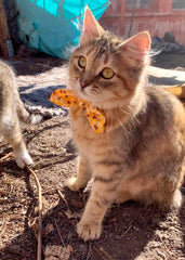 Collier YUDOTE pour chat avec noeud papillon rose fraise, gai et festif.