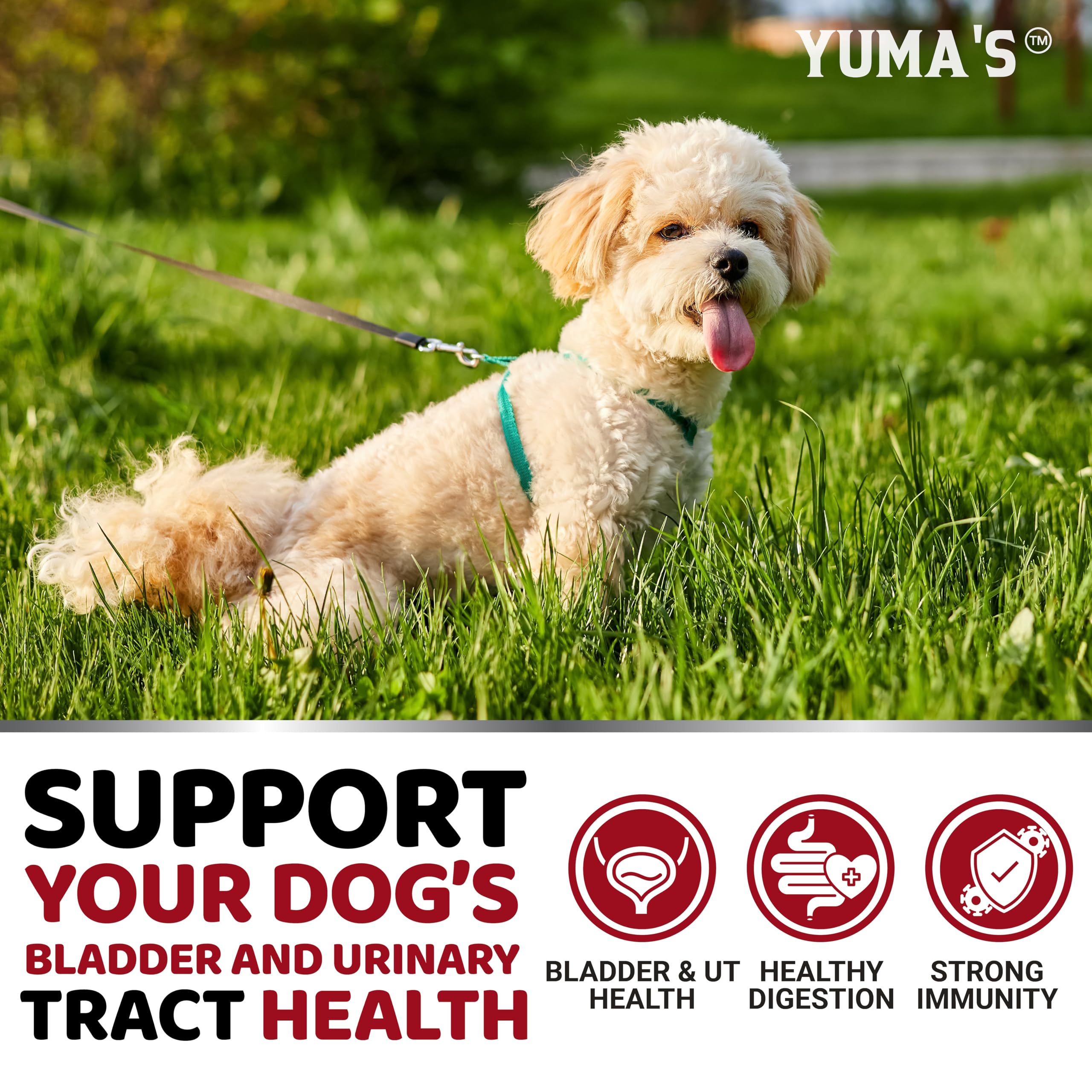 YUMA'S Bouchées UTI pour chien — friandises faciles à digérer, adaptées à tous les chiens.
