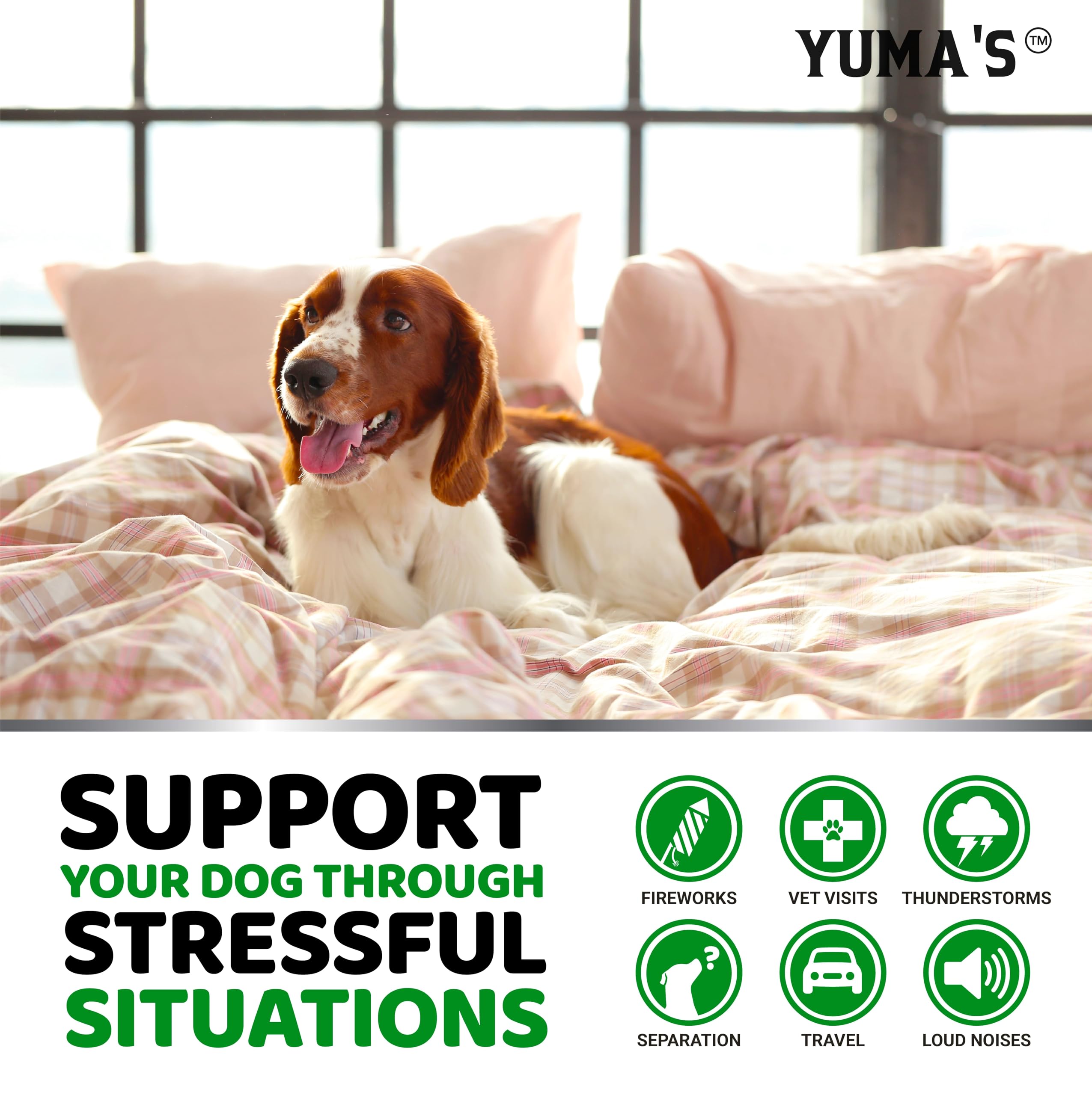 Solution YUMA'S pour le stress de séparation chez le chien.