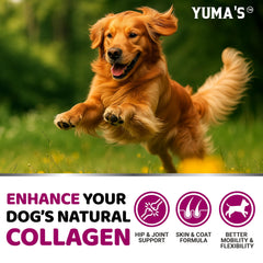 YUMA'S Collagène Avancé pour chiens — soutien des articulations et du cartilage tout au long de la vie.