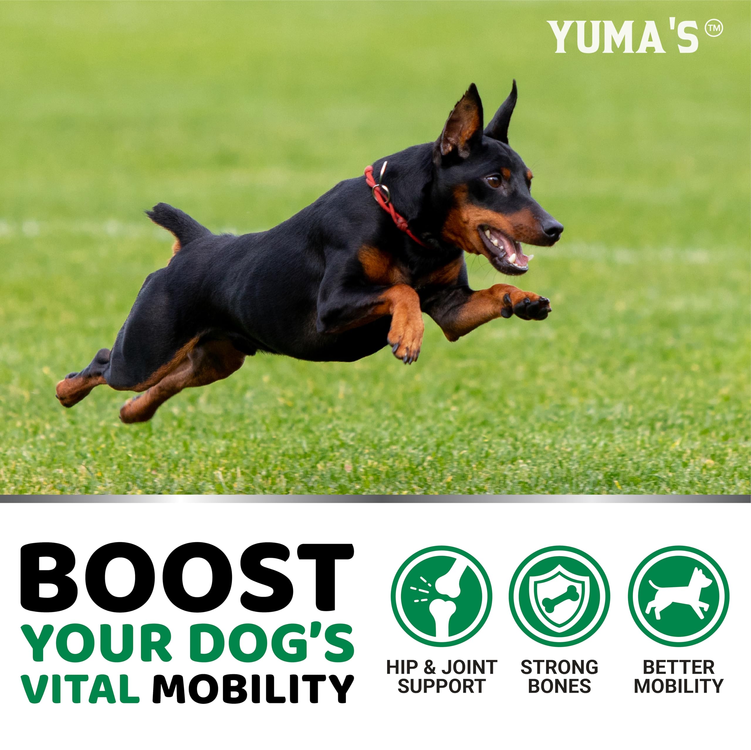 Formule vétérinaire YUMA'S pour le bien-être global des articulations canines.