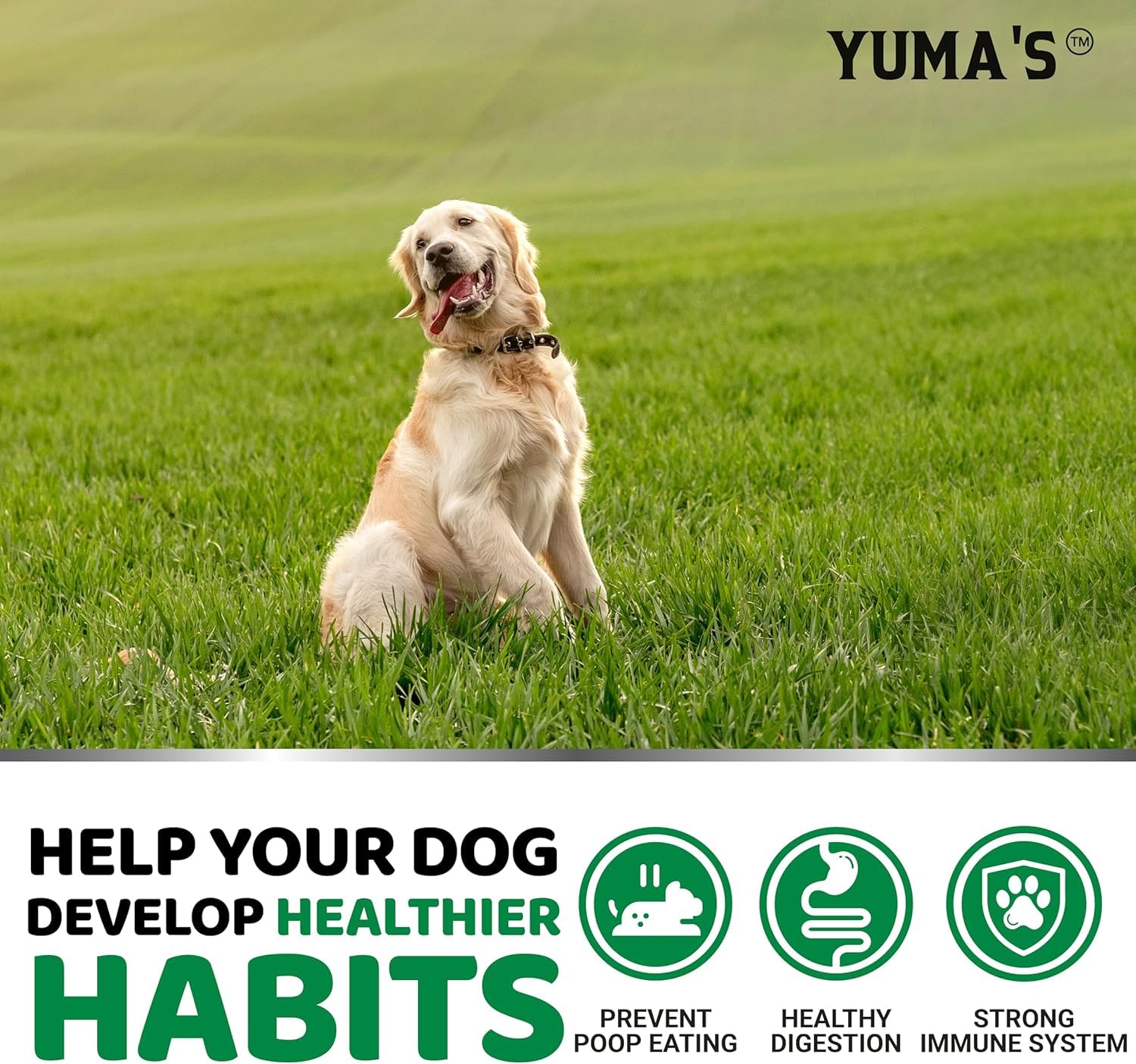 Probiotiques et enzymes digestives dans YUMA'S No Poo Chews.