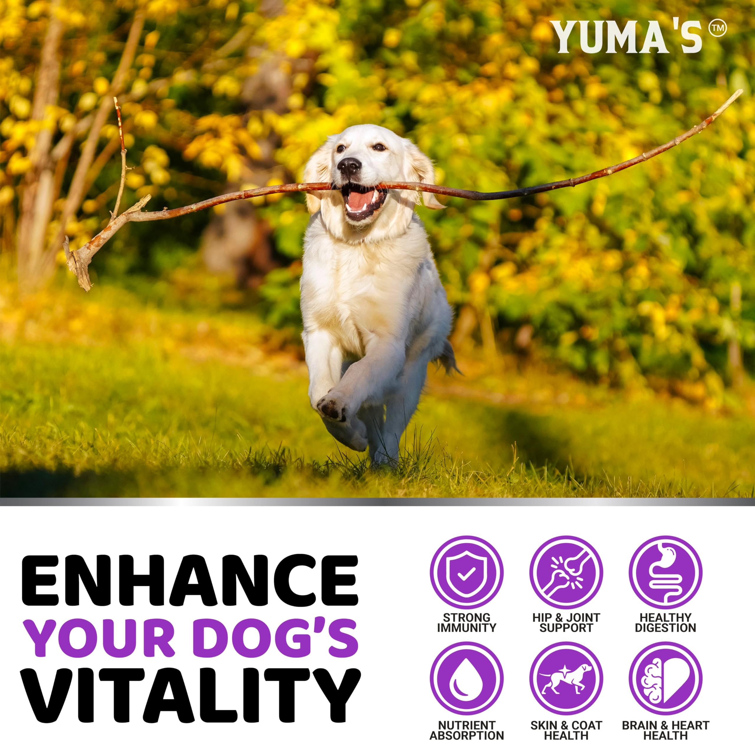 YUMA'S peau et poil brillants, nutriments essentiels pour la beauté du pelage.