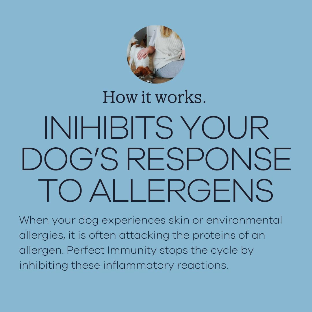 Chien mange Immunité Parfaite Yumwoof : expérience gustative saine.