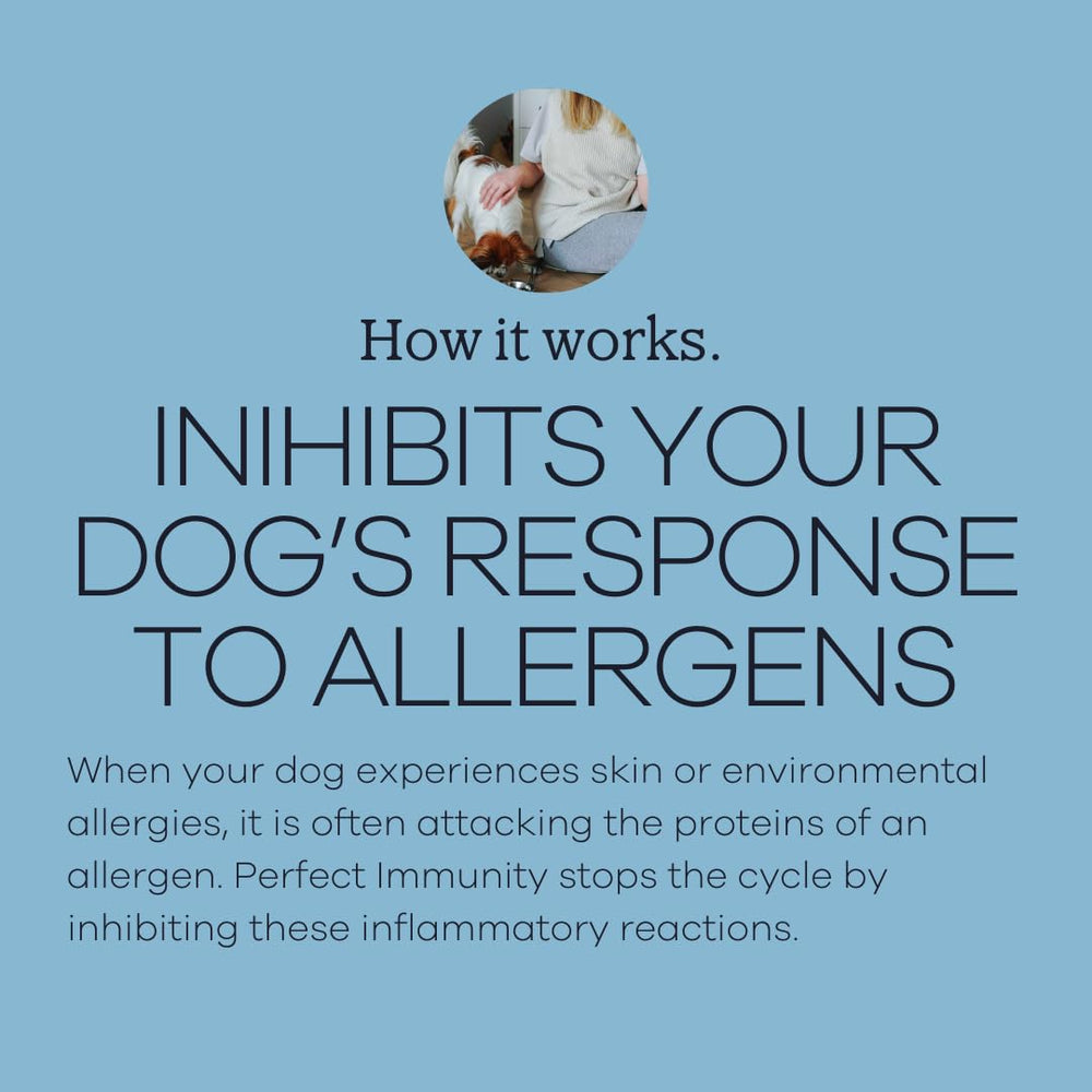 Chien mange Immunité Parfaite Yumwoof : expérience gustative saine.