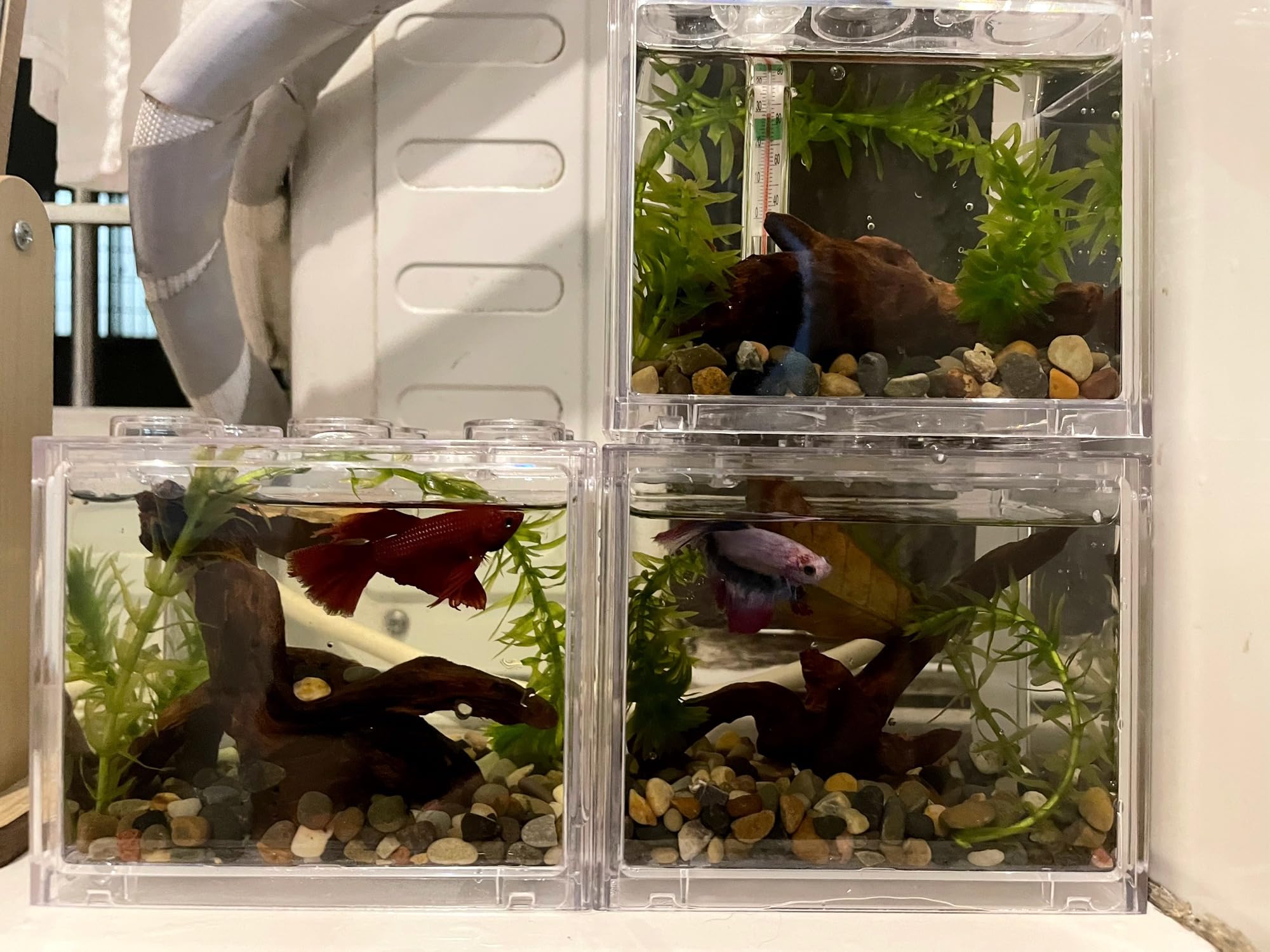 YZHZOM bois flotté pour terrarium, accessoire décoratif pratique