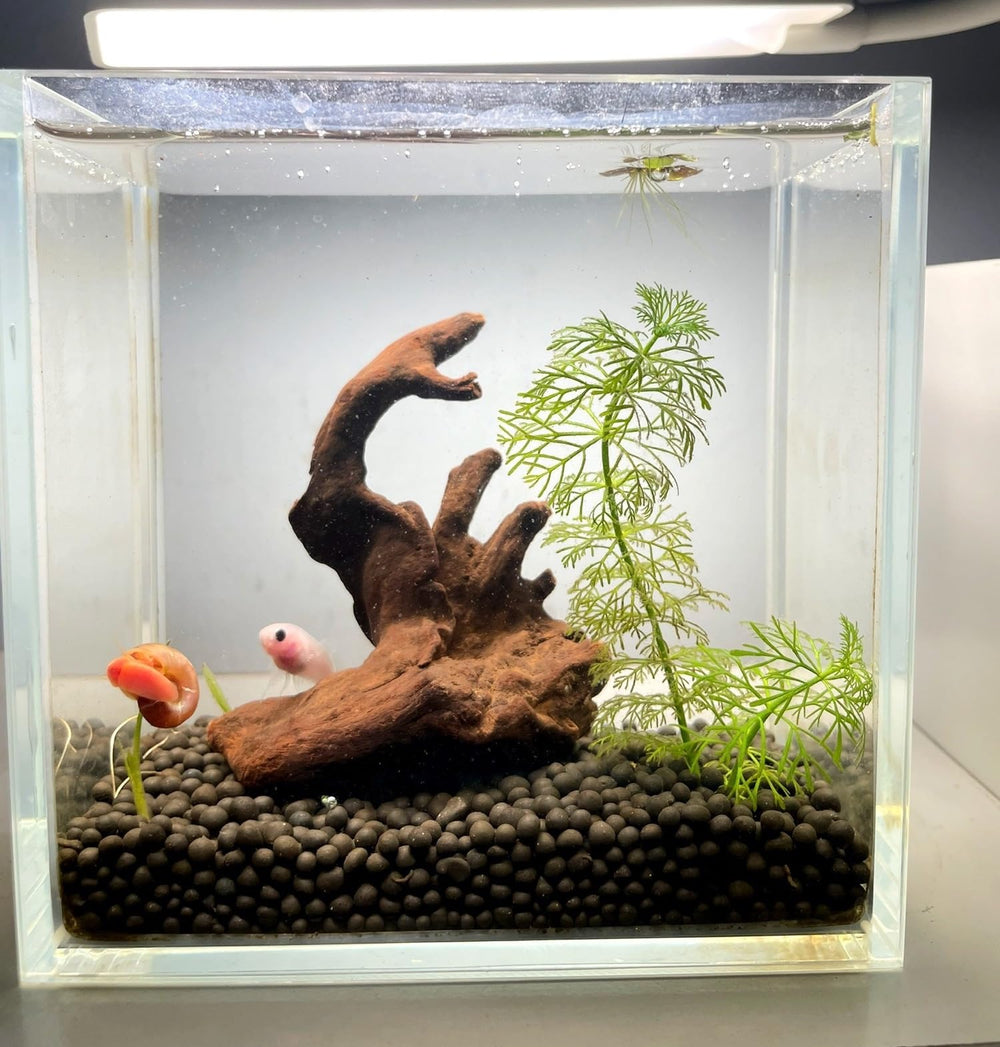 YZHZOM décor boisé naturel, apportant une touche naturelle à l'aquarium ou terrarium
