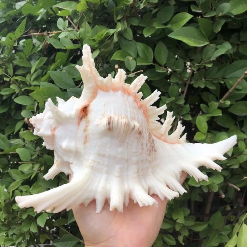 YZHZOM grande coquille marine fait ressortir un décor de plage chez vous.
