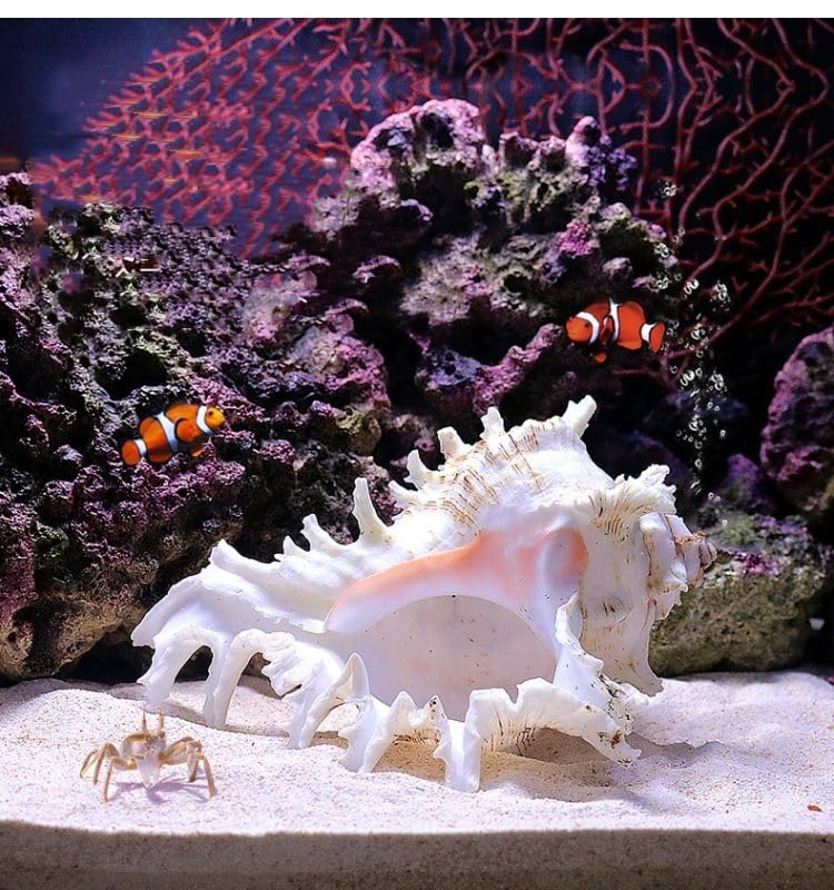 YZHZOM coquille naturelle grande offre un abri discret et décor élégant pour aquarium.