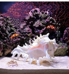 YZHZOM coquille naturelle grande offre un abri discret et décor élégant pour aquarium.
