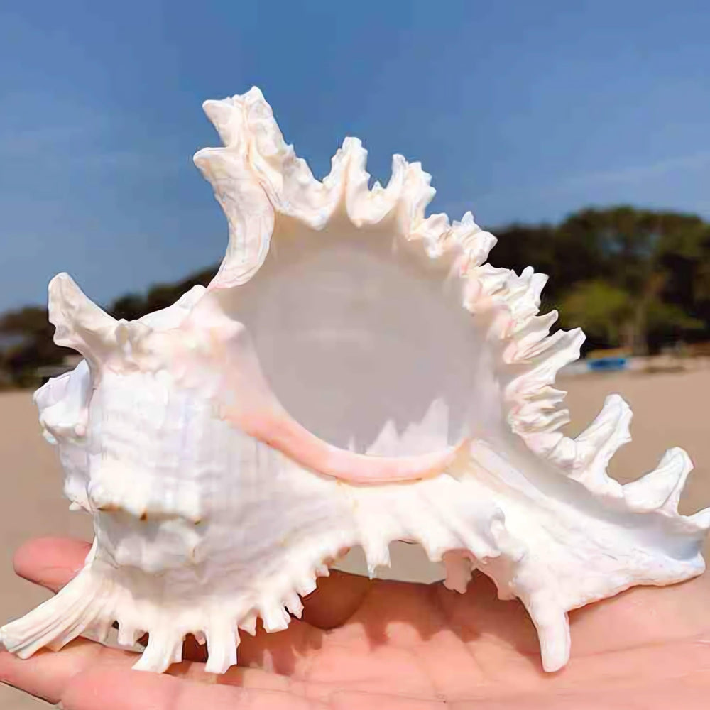 YZHZOM coquille naturelle large convient aux réalisations maison et guirlandes marines.