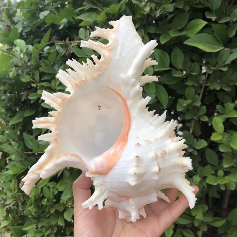 YZHZOM coquille naturelle utilisée comme élément décoratif dans les arrangements floraux.