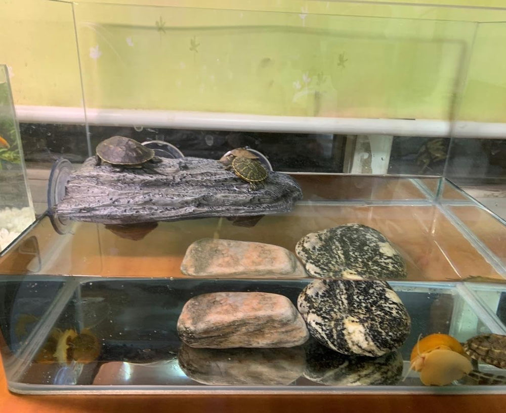 YZHZOM décor-aquarium réaliste et naturel.