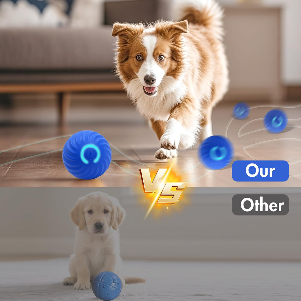 Compatibilité chiens et chats pour des jeux partagés dans un foyer actif.