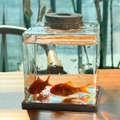 Zaborik Betta: plante hydroponique intégrée esprit terrarium