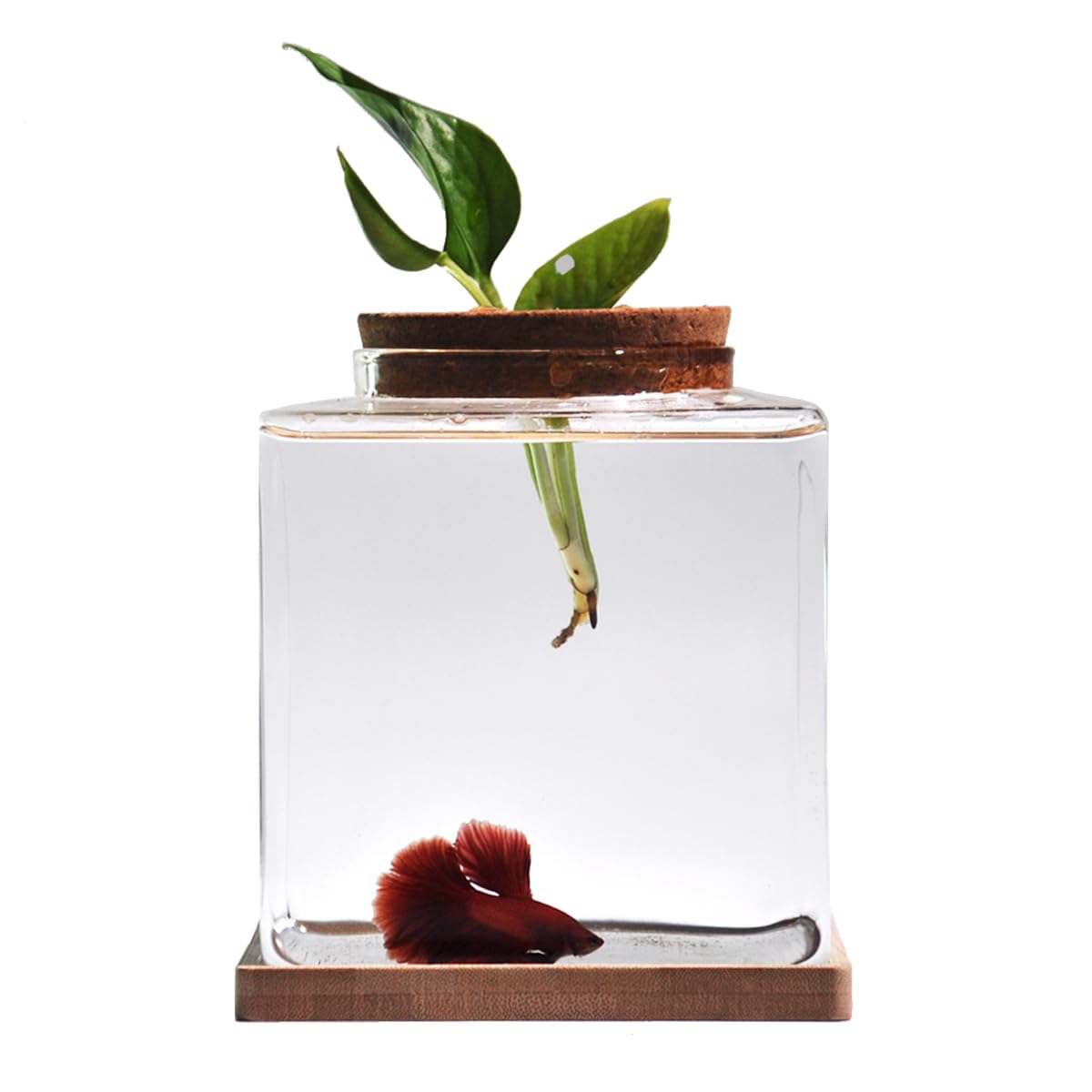 Zaborik Betta: tank de bureau couvercle bois vue poisson claire