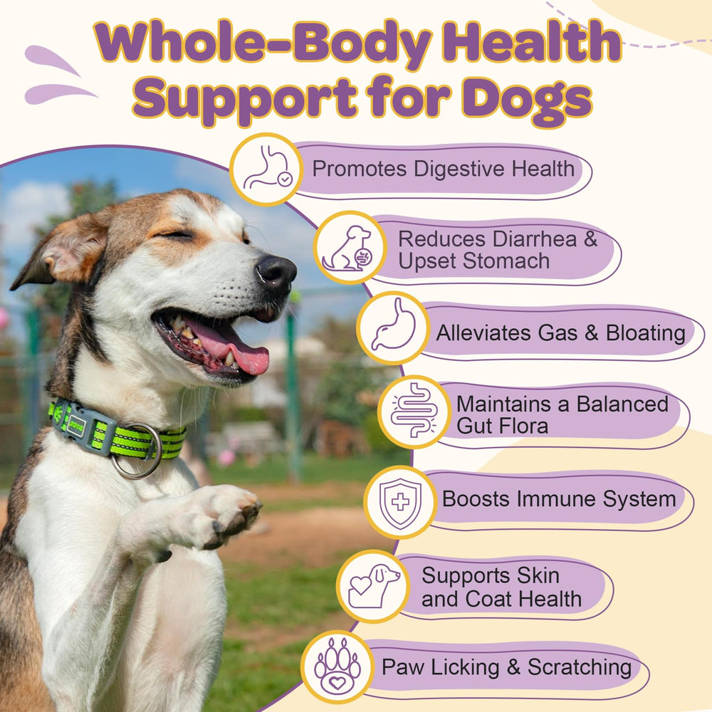 ZEBORA Probiotiques chien, 10 souches pour équilibre intestinal et immunité.