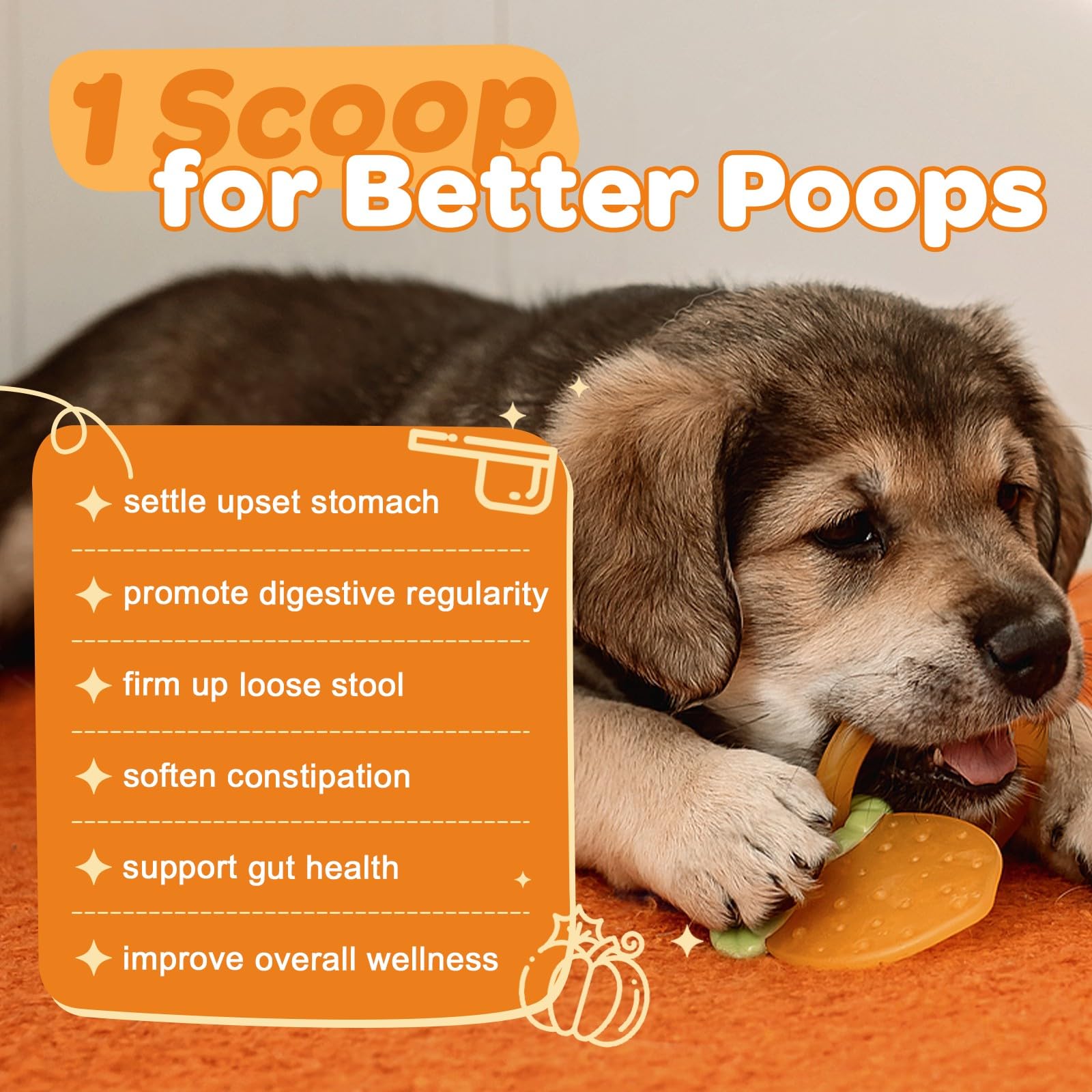 ZEBORA probiotiques-digestion-chien: probiotiques pour une digestion harmonieuse