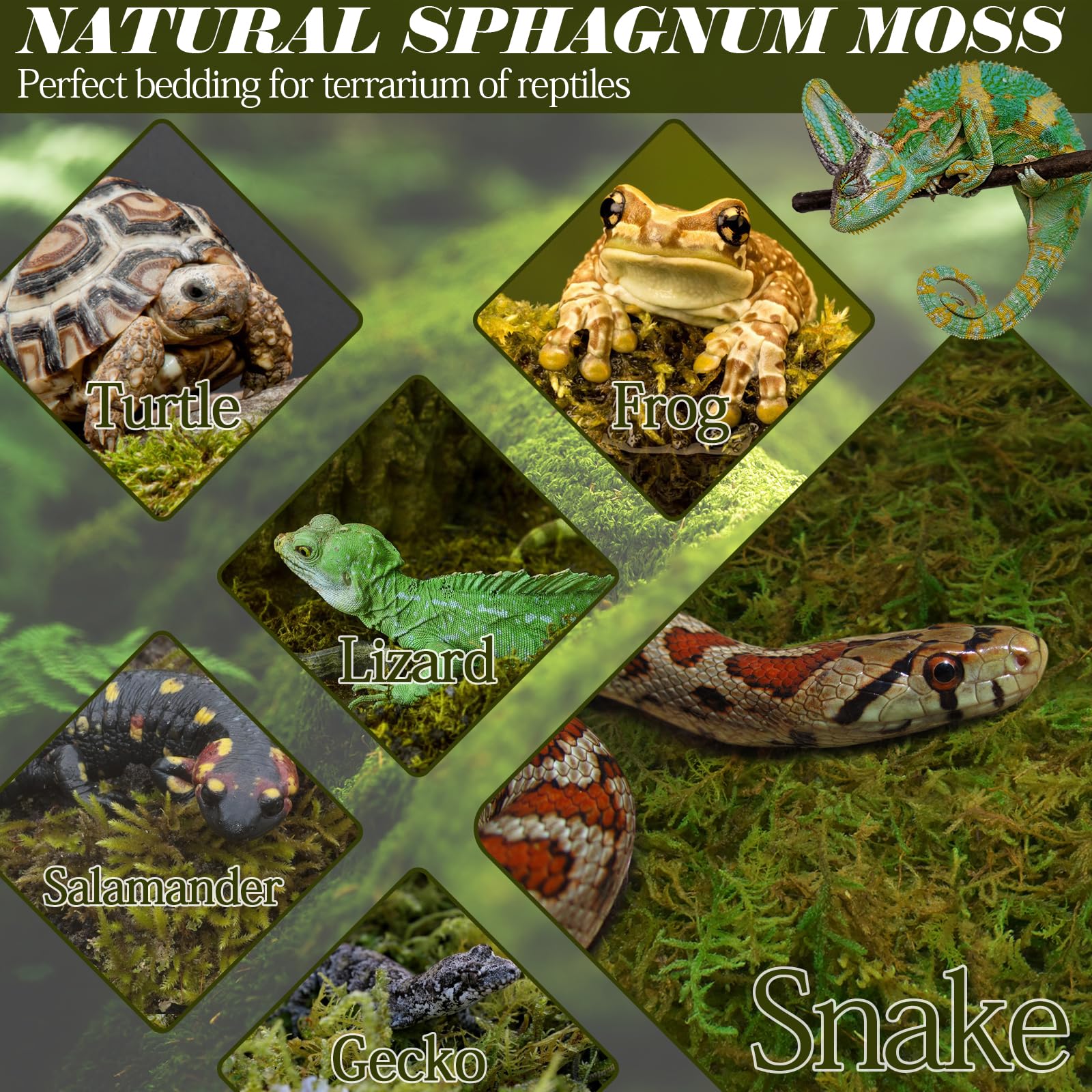  Mousse sphagnum ZeeDix: décoration de surface naturelle et sûre pour terrariums.