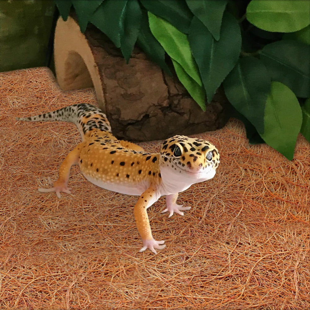 ZeeDix substrat reptile polyvalent, usage pratique comme revêtement et paillage.