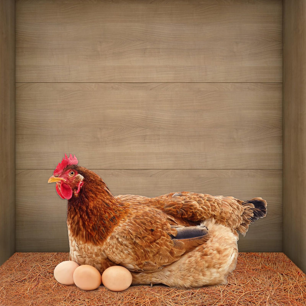 ZeeDix Tapis coco 3 rouleaux, solution pratique pour terrarium polyvalent.