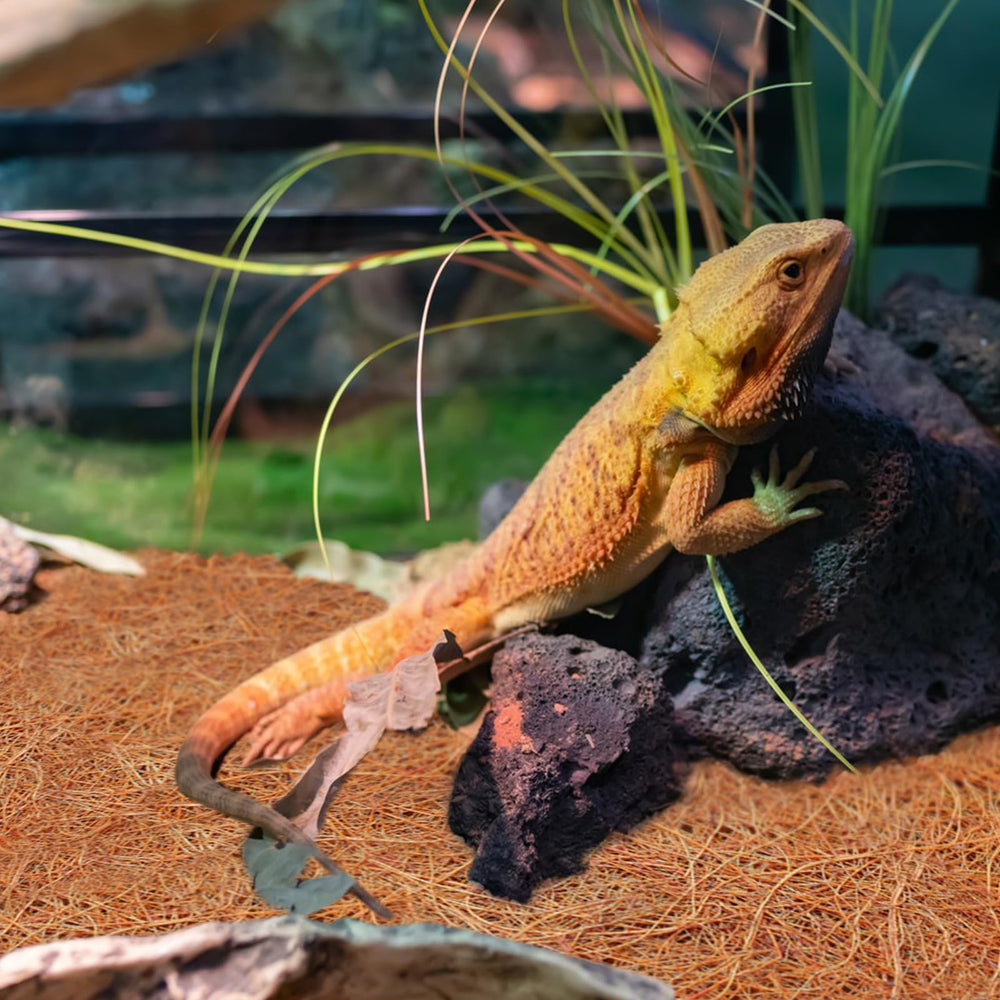 ZeeDix Tapis coco comme fond de terrarium, entretien facilité.