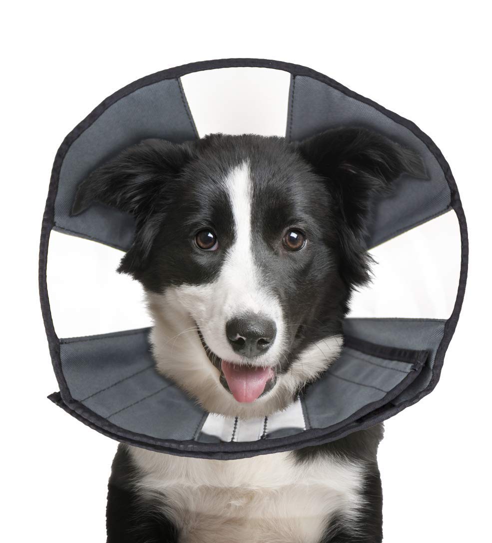 ZenPet collier récupération chien aperçu, alimentation et mobilité facilitées.