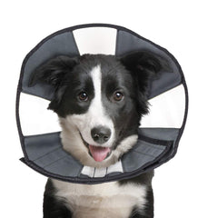 ZenPet collier récupération chien aperçu, alimentation et mobilité facilitées.